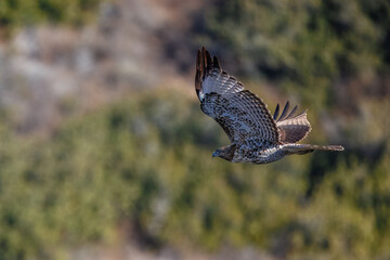 A red-tailed hawk taking off and flying