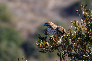 A red-tailed hawk taking off and flying