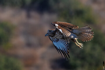 a flying hawk