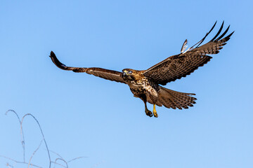 An eagle is taking off from the bush, and flies in the sky. `