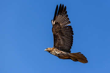 An eagle is taking off from the bush, and flies in the sky. `