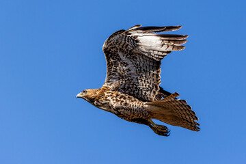 An eagle is taking off from the bush, and flies in the sky. `