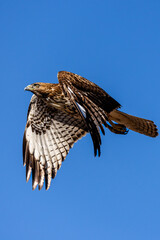 An eagle is taking off from the bush, and flies in the sky. `