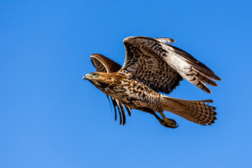 An eagle is taking off from the bush, and flies in the sky. `