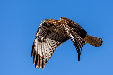 An eagle is taking off from the bush, and flies in the sky. `