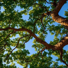 Fototapeta premium Looking Up at Lush Green Tree Canopy Against Blue Sky