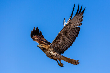 An eagle is taking off from the bush, and flies in the sky. `