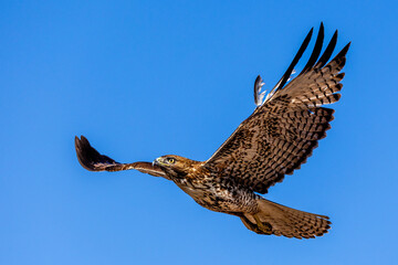 An eagle is taking off from the bush, and flies in the sky. `
