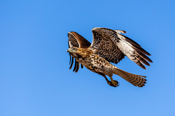 An eagle is taking off from the bush, and flies in the sky. `