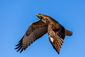 An eagle is taking off from the bush, and flies in the sky. `