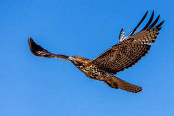 An eagle is taking off from the bush, and flies in the sky. `