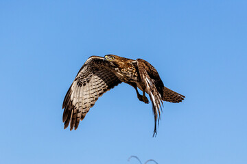 An eagle is taking off from the bush, and flies in the sky. `