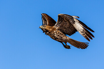 An eagle is taking off from the bush, and flies in the sky. `