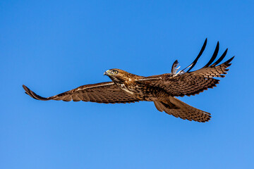 An eagle is taking off from the bush, and flies in the sky. `