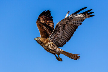 An eagle is taking off from the bush, and flies in the sky. `