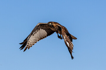 An eagle is taking off from the bush, and flies in the sky. `