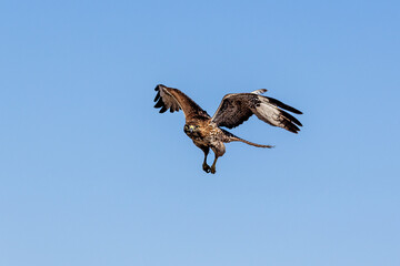 An eagle is taking off from the bush, and flies in the sky. `