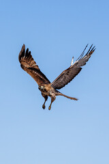 An eagle is taking off from the bush, and flies in the sky. `