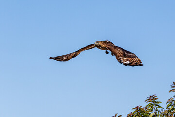 An eagle is taking off from the bush, and flies in the sky. `