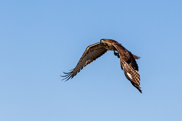 An eagle is taking off from the bush, and flies in the sky. `