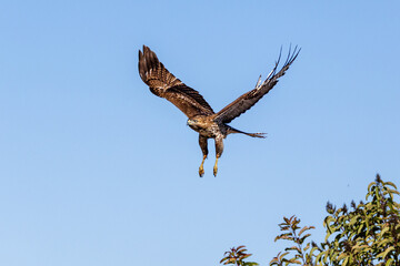 An eagle is taking off from the bush, and flies in the sky. `