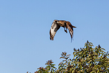 An eagle is taking off from the bush, and flies in the sky. `
