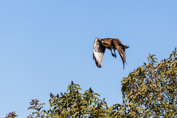 An eagle is taking off from the bush, and flies in the sky. `