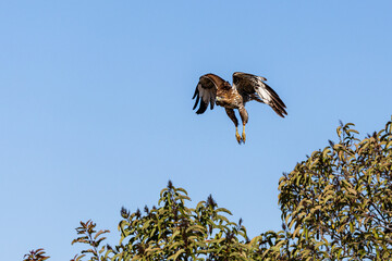 An eagle is taking off from the bush, and flies in the sky. `