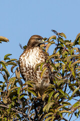 An eagle is taking off from the bush, and flies in the sky. `
