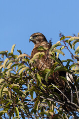 An eagle is taking off from the bush, and flies in the sky. `