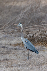 A great blue heron working on brown grass