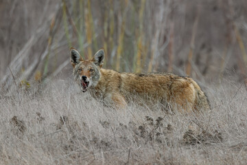 a coyote eats a rat