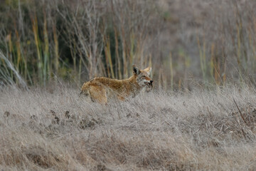 A coyote catches a rat and eats it. 