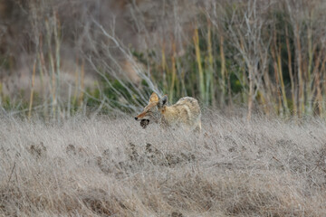 A coyote catches a rat and eats it. 