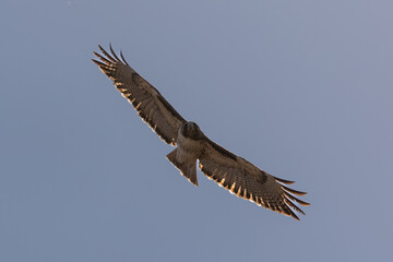 Red-tailed hawk taking off from a tree