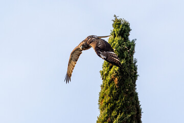 Red-tailed hawk taking off from a tree