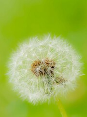 タンポポの綿毛のある風景