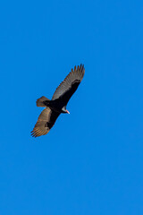 A Turkey vulture flies in blue sky 