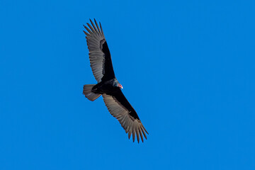 A Turkey vulture flies in blue sky 