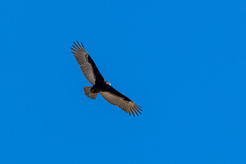 A Turkey vulture flies in blue sky 