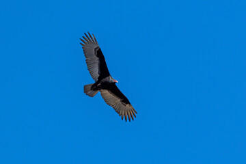 A Turkey vulture flies in blue sky 