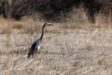 A great blue heron flies over brown grass