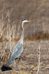 A great blue heron flies over brown grass
