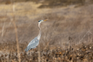 A great blue heron flies over brown grass