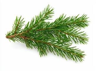 Aerial perspective of a green fir tree branch.