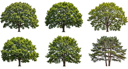 Fototapeta premium Trees side view for Digital Composition isolated on white background . Generative AI