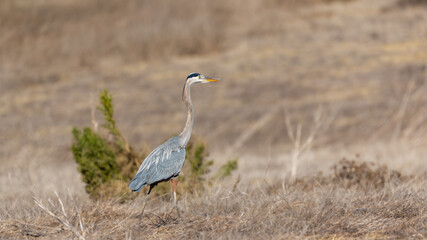 A great blue heron flies over brown grass