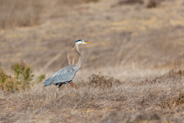 A great blue heron flies over brown grass