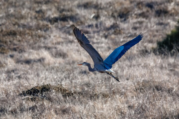 A great blue heron flies over brown grass