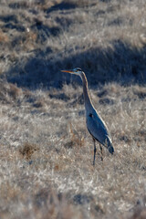 A great blue heron flies over brown grass